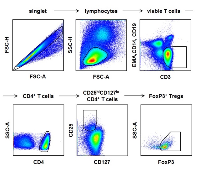 Regulatory T cells in Hepatitis A.jpg